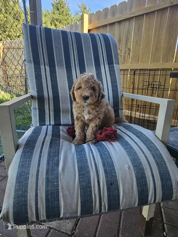Sprinkles – Miniature Bernedoodle, Miniature Goldendoodle puppy for sale in Mc Louth, KS