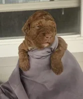 Ginger, a female Miniature Bernedoodle and Miniature Goldendoodle for sale in Mc Louth, KS – Photo 2 of 2