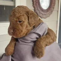 Ginger, a female Miniature Bernedoodle and Miniature Goldendoodle for sale in Mc Louth, KS – Photo 1 of 2