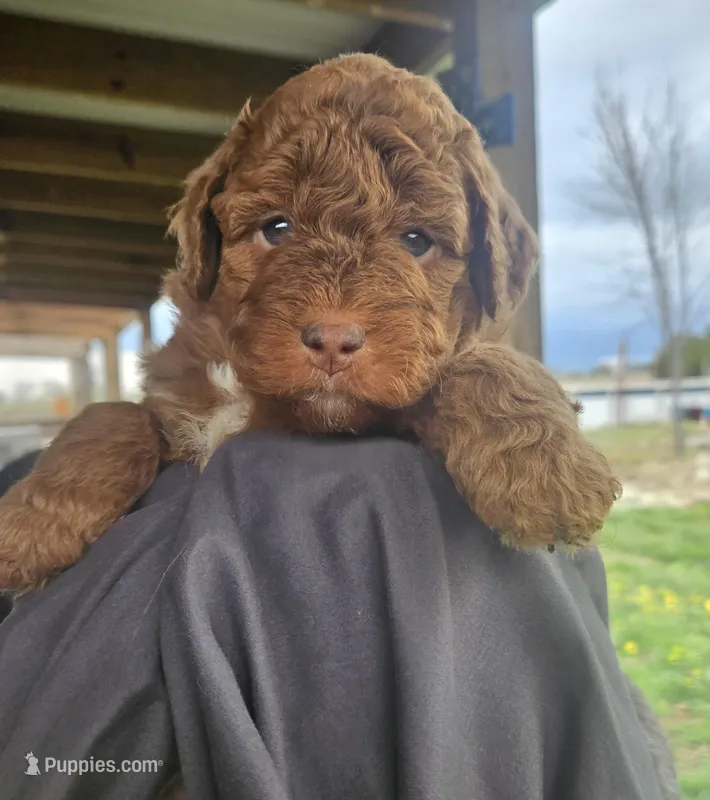 Ginger, a female Miniature Bernedoodle and Miniature Goldendoodle for sale in Mc Louth, KS – Photo 1 of 3