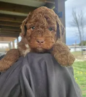 Ginger, a female Miniature Bernedoodle and Miniature Goldendoodle for sale in Mc Louth, KS – Photo 1 of 3