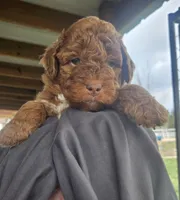 Ginger, a female Miniature Bernedoodle and Miniature Goldendoodle for sale in Mc Louth, KS – Photo 3 of 3