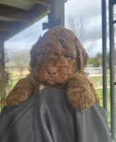 Ginger, a female Miniature Bernedoodle and Miniature Goldendoodle for sale in Mc Louth, KS – Photo 2 of 3