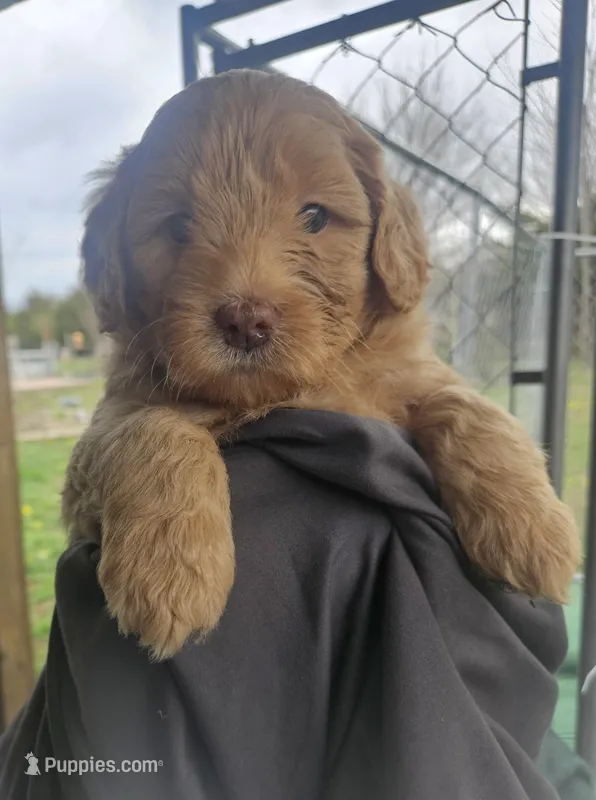 Caramel – Miniature Bernedoodle, Miniature Goldendoodle puppy for sale in Mc Louth, KS