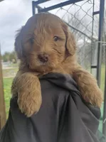 Caramel, a female Miniature Bernedoodle and Miniature Goldendoodle for sale in Mc Louth, KS – Photo 1 of 4
