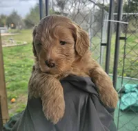 Caramel, a female Miniature Bernedoodle and Miniature Goldendoodle for sale in Mc Louth, KS – Photo 2 of 4
