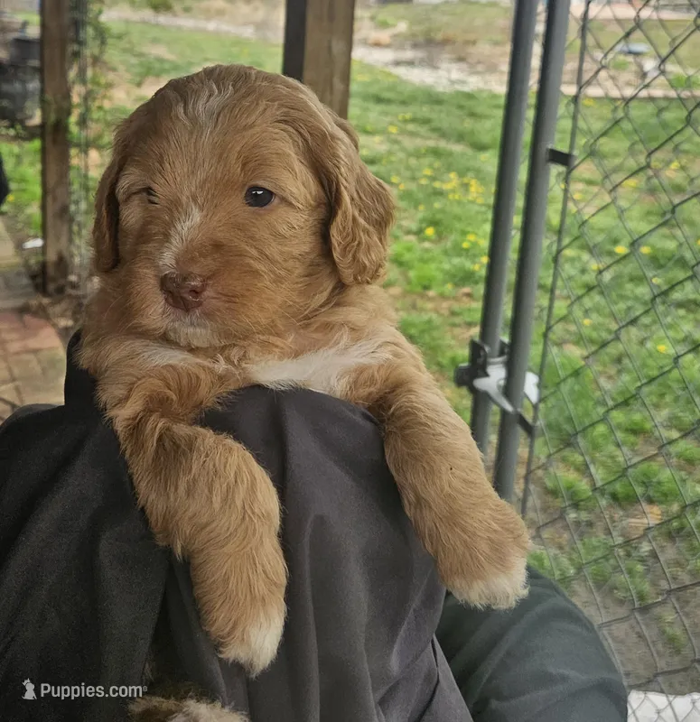 Caramel – Miniature Bernedoodle, Miniature Goldendoodle puppy for sale in Mc Louth, KS