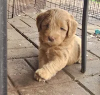 Caramel, a female Miniature Bernedoodle and Miniature Goldendoodle for sale in Mc Louth, KS – Photo 4 of 4