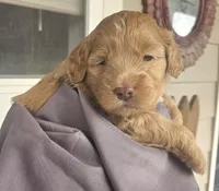 Caramel, a female Miniature Bernedoodle and Miniature Goldendoodle for sale in Mc Louth, KS – Photo 2 of 2