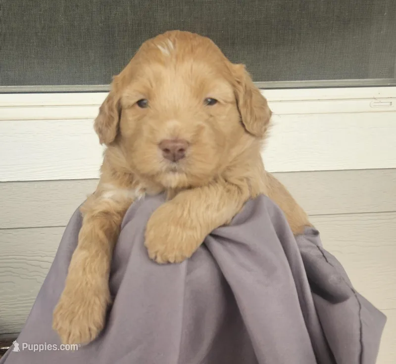 Caramel – Miniature Bernedoodle, Miniature Goldendoodle puppy for sale in Mc Louth, KS