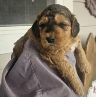 Snickers, a female Miniature Bernedoodle for sale in Mc Louth, KS – Photo 1 of 3