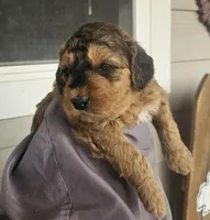 Snickers, a female Miniature Bernedoodle for sale in Mc Louth, KS – Photo 3 of 3