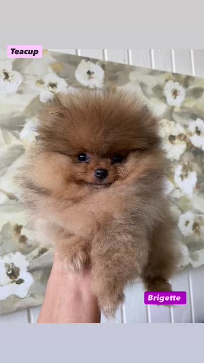 Brigette , a female Pomeranian for sale in San Diego, CA – 4 of 8