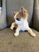 Bimbo, a male Chihuahua for sale in San Diego, CA – 5 of 9