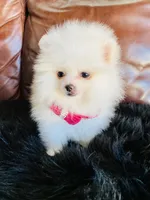 Rosy , a female Pomeranian for sale in San Diego, CA – Photo 10 of 10