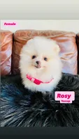 Rosy , a female Pomeranian for sale in San Diego, CA – Photo 1 of 10