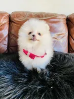 Rosy , a female Pomeranian for sale in San Diego, CA – Photo 5 of 10