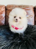 Rosy , a female Pomeranian for sale in San Diego, CA – Photo 7 of 10