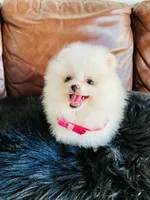 Rosy , a female Pomeranian for sale in San Diego, CA – Photo 9 of 10