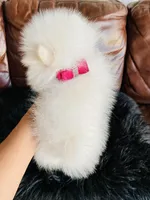 Rosy , a female Pomeranian for sale in San Diego, CA – Photo 8 of 10