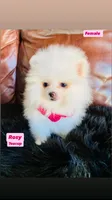 Rosy , a female Pomeranian for sale in San Diego, CA – Photo 3 of 10