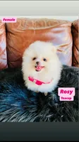 Rosy , a female Pomeranian for sale in San Diego, CA – Photo 4 of 10