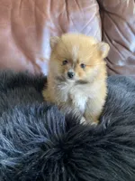 Little Bear, a male Pomeranian for sale in San Diego, CA – 4 of 8