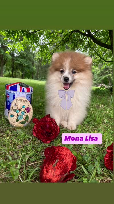 Monalisa , a female Pomeranian for sale in San Diego, CA – 4 of 4