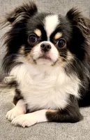 Bimbo, a male Chihuahua for sale in San Diego, CA – 7 of 9