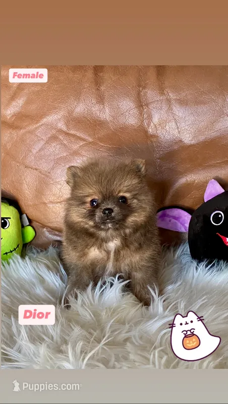 Dior  – Pomeranian puppy for sale in San Diego, CA