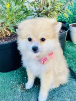 Caterina, a female Pomeranian for sale in San Diego, CA – 7 of 7