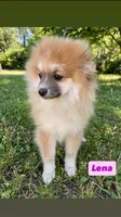 Lenna, a female Pomeranian for sale in San Diego, CA – 3 of 6