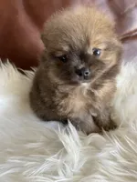 Dior , a female Pomeranian for sale in San Diego, CA – 4 of 7