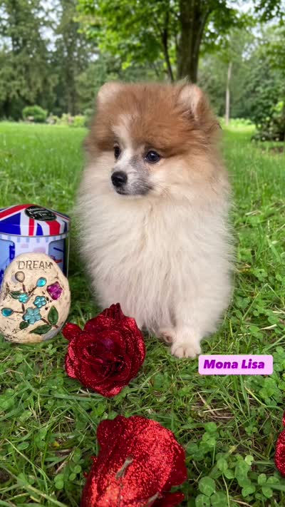 Monalisa , a female Pomeranian for sale in San Diego, CA – 3 of 4