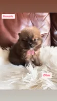 Dior , a female Pomeranian for sale in San Diego, CA – 3 of 7