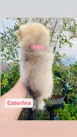Caterina, a female Pomeranian for sale in San Diego, CA – 2 of 7