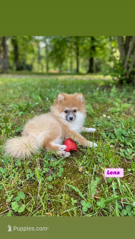 Lenna – Pomeranian puppy for sale in San Diego, CA