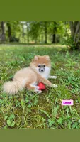 Lenna, a female Pomeranian for sale in San Diego, CA – 1 of 6