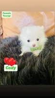 Cody, a male Pomeranian for sale in San Diego, CA – 2 of 7