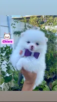 Chiara, a female Pomeranian for sale in San Diego, CA – 3 of 4