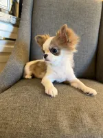 Bimbo, a male Chihuahua for sale in San Diego, CA – 6 of 9