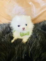 Cody, a male Pomeranian for sale in San Diego, CA – 3 of 7
