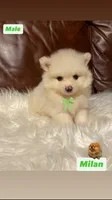 Milan, a male Pomeranian for sale in San Diego, CA – 1 of 4