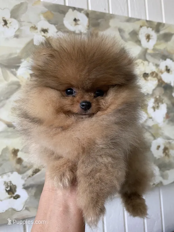Brigette  – Pomeranian puppy for sale in San Diego, CA