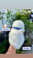 Giorgio , a male Pomeranian for sale in San Diego, CA – 2 of 4