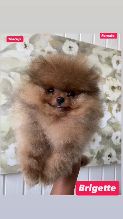 Brigette , a female Pomeranian for sale in San Diego, CA – 3 of 8