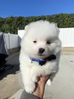 Megan, a female Pomeranian for sale in San Diego, CA – Photo 4 of 7