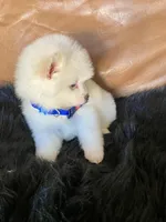 Megan, a female Pomeranian for sale in San Diego, CA – Photo 6 of 7