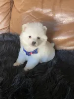 Megan, a female Pomeranian for sale in San Diego, CA – Photo 5 of 7