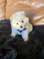 Megan, a female Pomeranian for sale in San Diego, CA – Photo 7 of 7